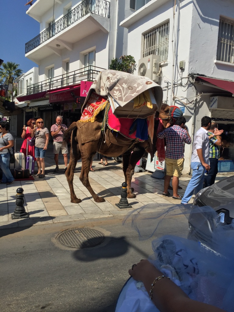 On both days we have been in Bodrum we have heard loud music, yesterday a bride was being led along on a donkey, today there was not bride but a camel laden with gifts and a procession of people behind all bearing gifts, some carrying them on their heads, they are wedding processions. They are the moments you don't expect.