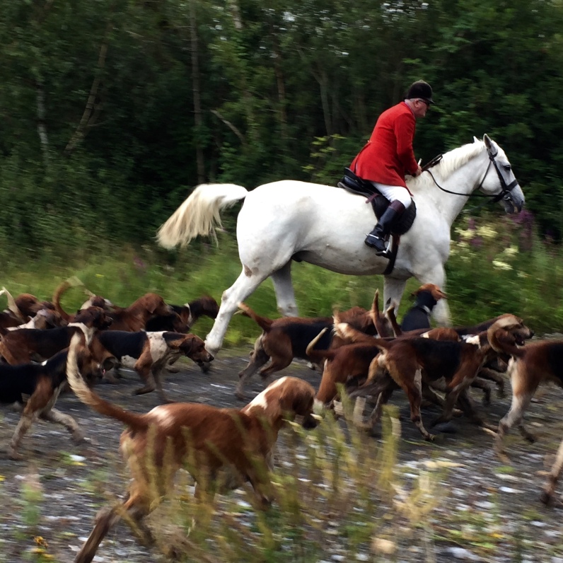 Training the hounds - Galway Ireland